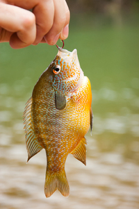 Bluegill - Rider Lake catch & release fishing