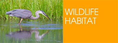 wildlife-habitat