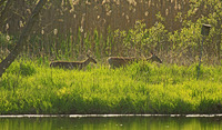 White Tail Deer on Nature Trail - Photo by Jim Stanley