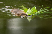 Muskrat