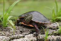 Midland Painted Turtle, Walt's Pond