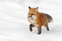 American Red Fox