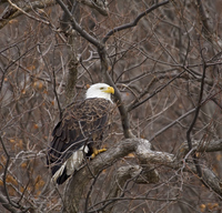 American Bald Eagle