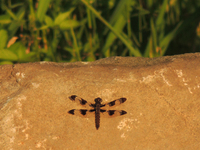 Common Whitetail Dragonfly