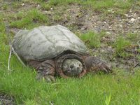 Snapping Turtle, Age 20 - Photo by Lynda Grieves