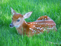 White Tail Fawn - Photo by Bob Clark