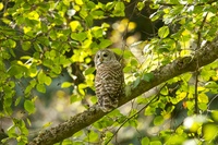 Barred Owl