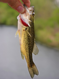 Largemouth Bass - Rider Lake catch & release fishing