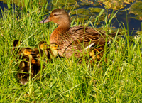 Mallard Ducks - Photo by Bob Clark