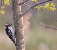 Downy Woodpecker