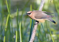 Cedar Waxwing