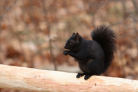 Black Squirrel