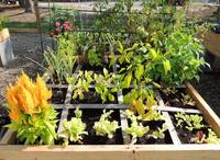 Square Foot Gardening in Raised Beds at Laurel Lake