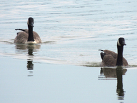 Canada Geese