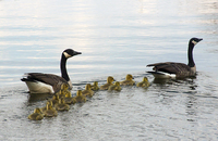 Canada Geese Family of Seventeen - Photo by Laurel Lake resident Jim Stanley