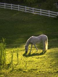 A small horse farm near Laurel Lake