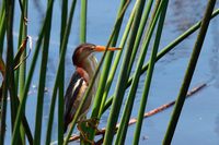 Least Bittern - Sighting at Rider Lake, July 29, 2014