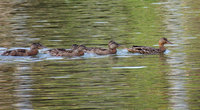 Mallard Family on Laurel Lake - August 1, 2014