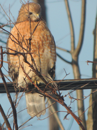 Red-shouldered hawk