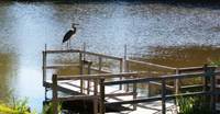 Dock at Laurel Lake