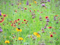 Wildflower Meadow at Laurel Lake