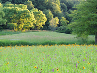 Wildflower Meadow at Laurel Lake