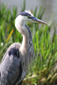 Great Blue Heron